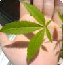 Weedisgoodforme