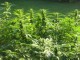 cannapus