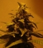 cannamisty
