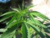 gergoweed