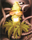 jujulaweed