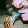 clemsmoketheweed