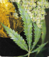 gwadaweed