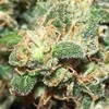 SILVERHAZE57