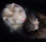 fureton