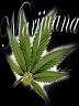 Cafutier