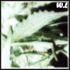 weeds-love